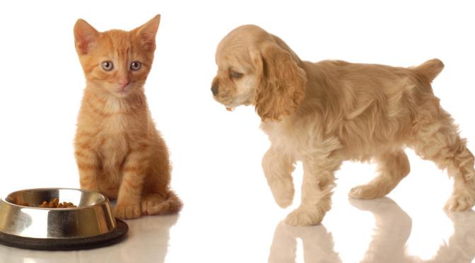 東京のお受験事情