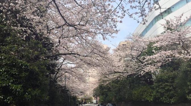 【デートするなら、こんな店（番外編）】お花見スポット②品川さくら坂